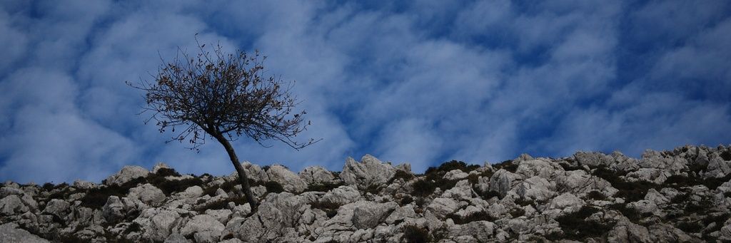 RosinaGD's profile banner image