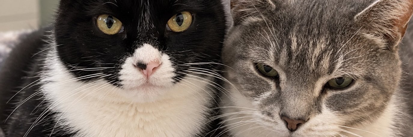 loveacat34's profile banner image