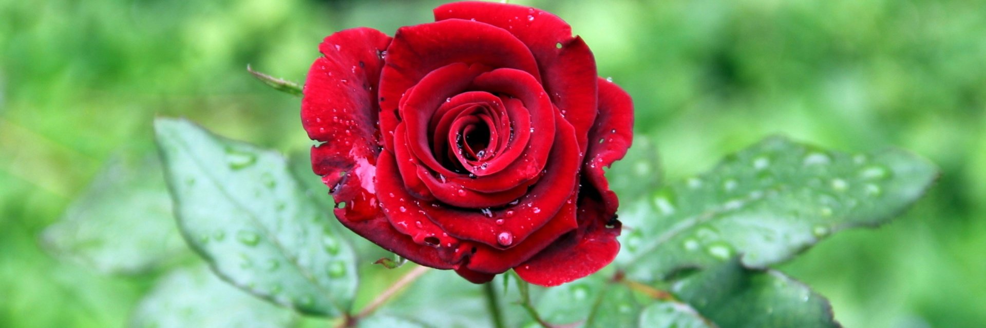 rindadmanik's profile banner image