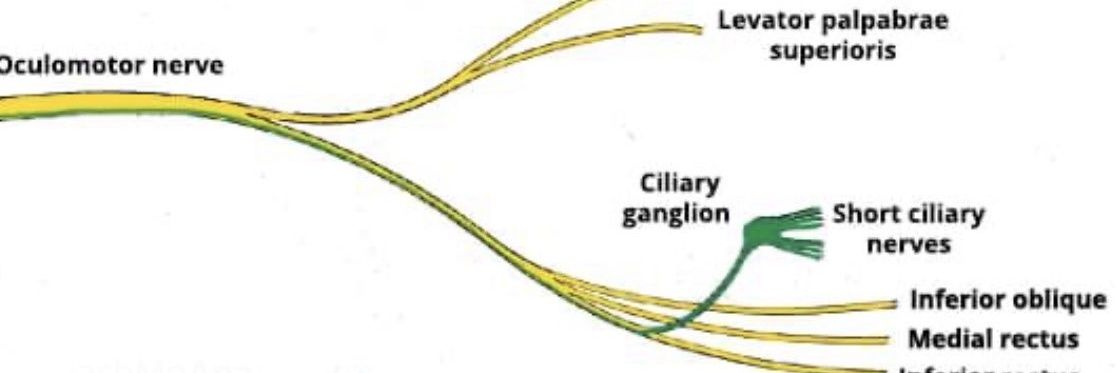 HAMMED, Sherif banner