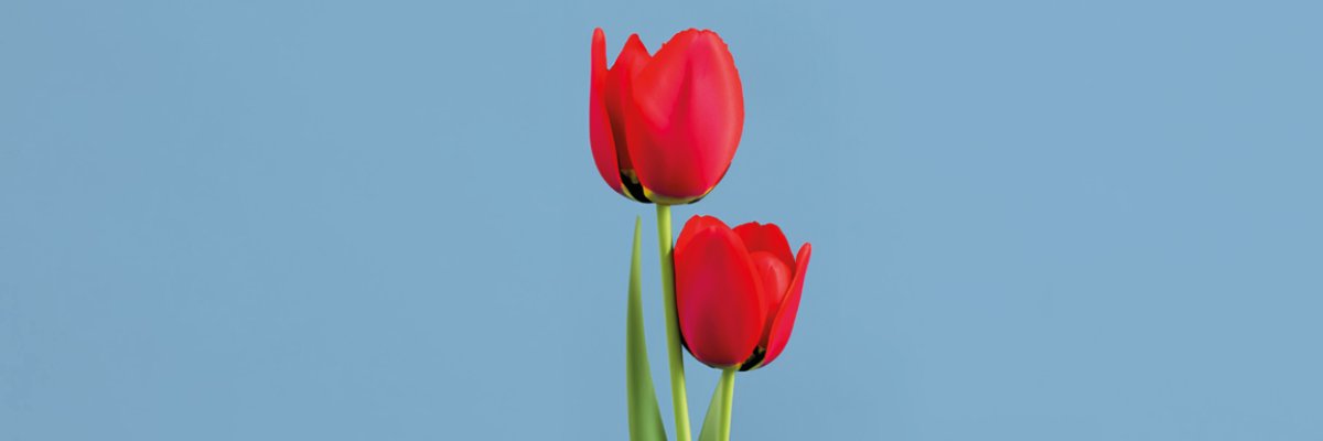 HeidiJansen's profile banner image