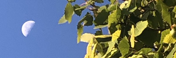 shamukemo Profile Banner