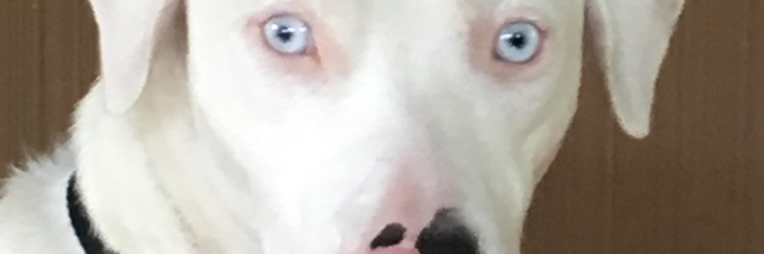 zoejackhunter3's profile banner image