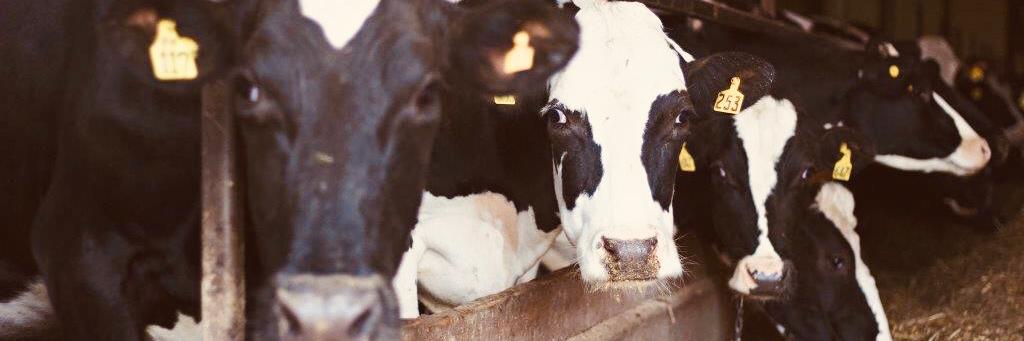 Saint Albans Messenger banner