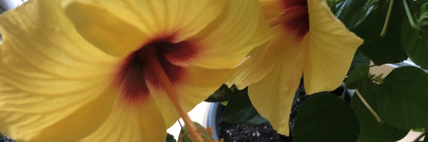 JoelleMarieF's profile banner image