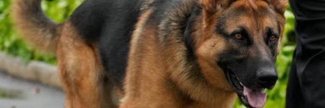 MulekaNicholas's profile banner image