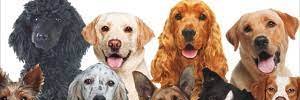 Nuestroperro's profile banner image