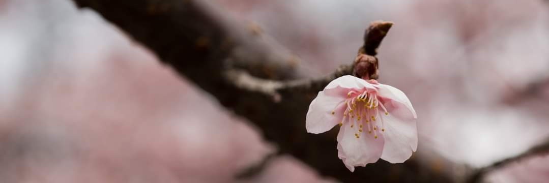 VioletMilosz's profile banner image