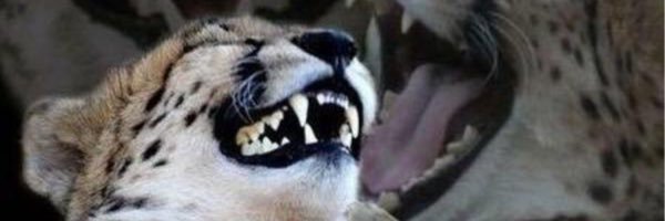 chris_urchin's profile banner image