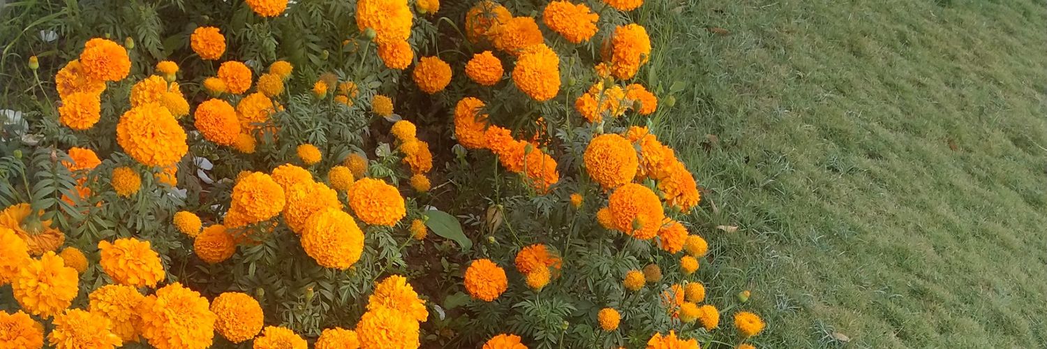 saveindiacovid's profile banner image