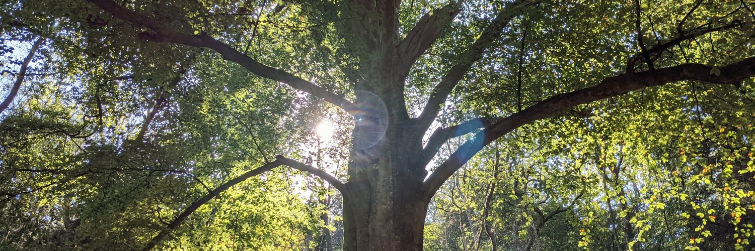 LizzieSimsEP's profile banner image