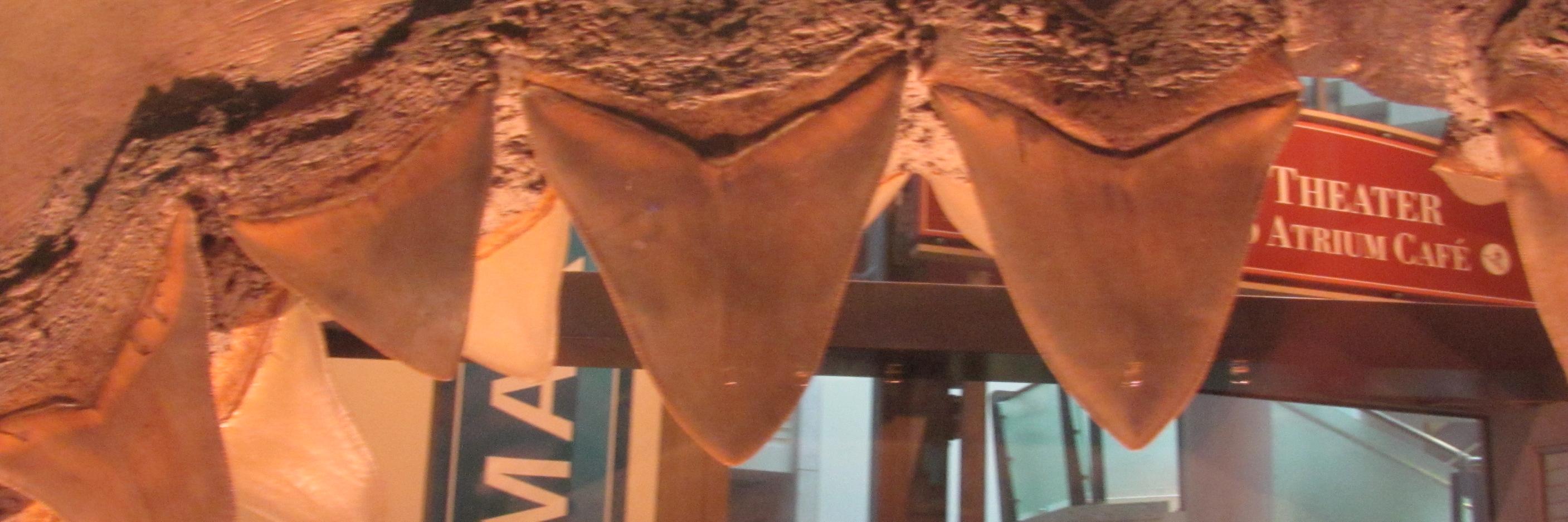 Dr. Lisa Whitenack banner