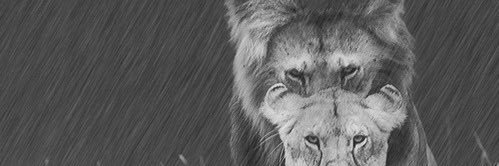 laaaurenk_'s profile banner image