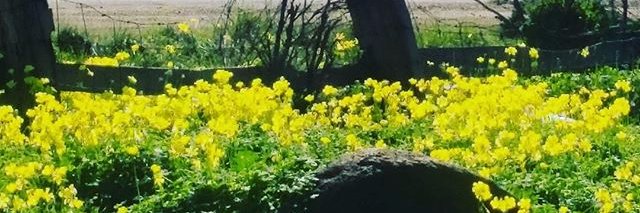 umm_summi's profile banner image