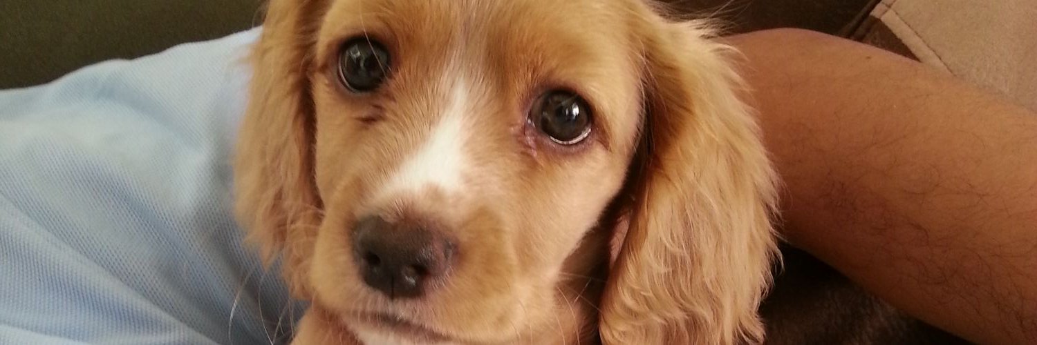 182_stefi's profile banner image