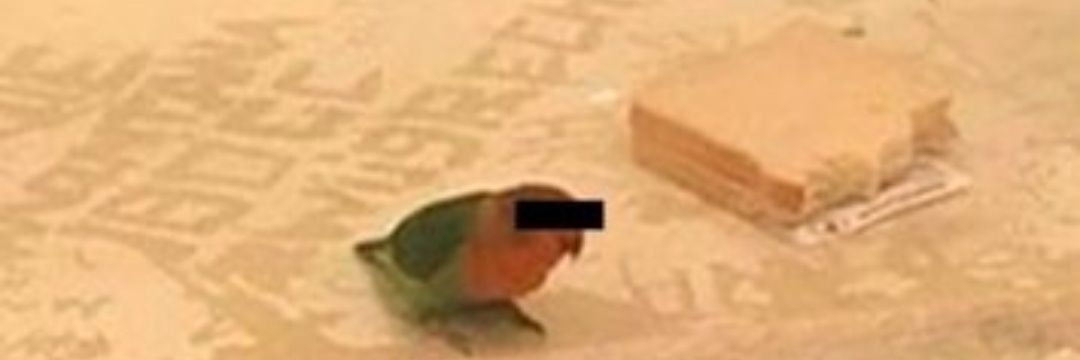 Pivete Sangalo banner