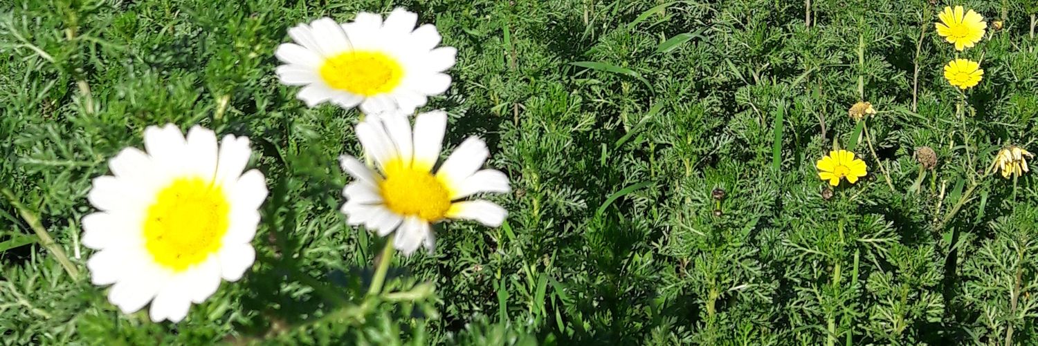 PauValls's profile banner image