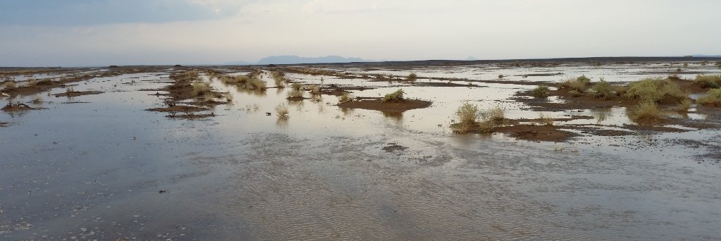 فيصل الحربي banner