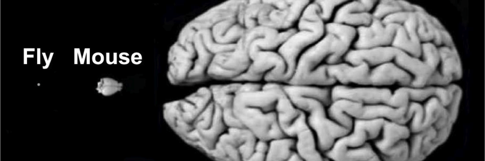 Marco@GallioLab banner