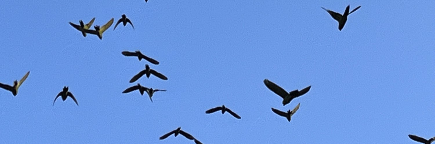atriguer's profile banner image