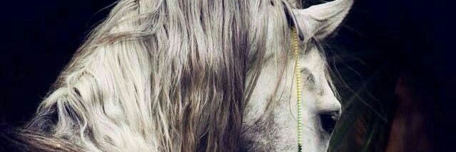 عبير banner