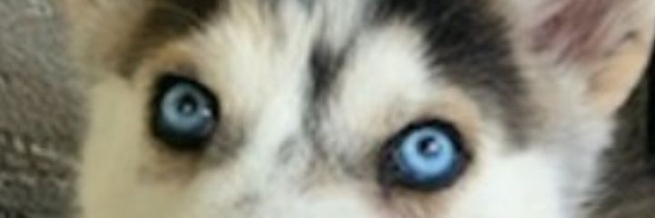 dilly117's profile banner image