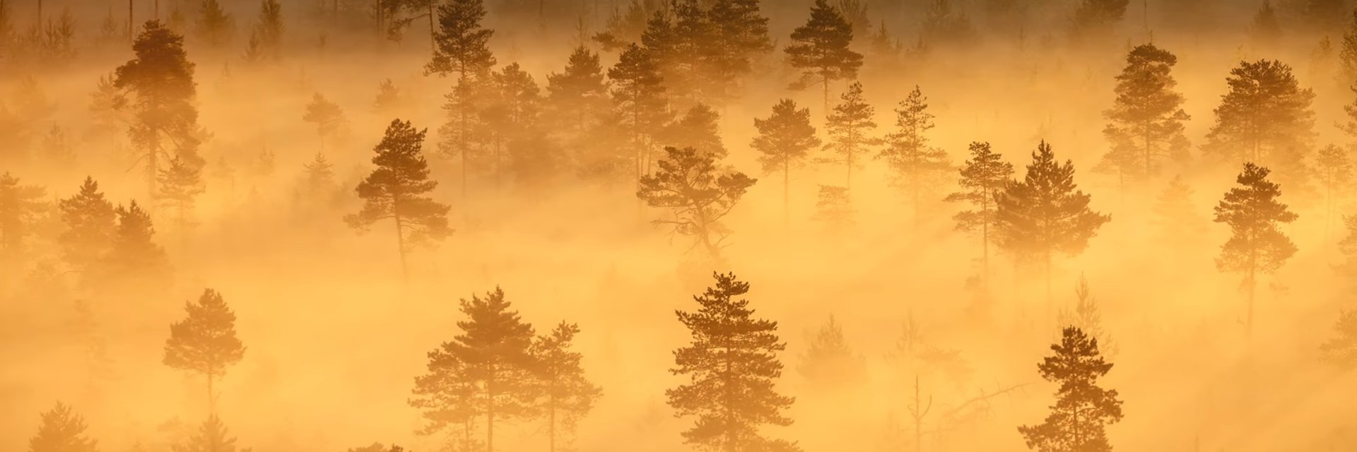 GilonWeb's profile banner image