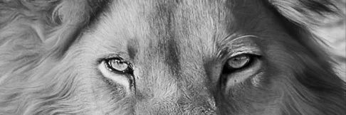 ComBatanTr 🌐 banner
