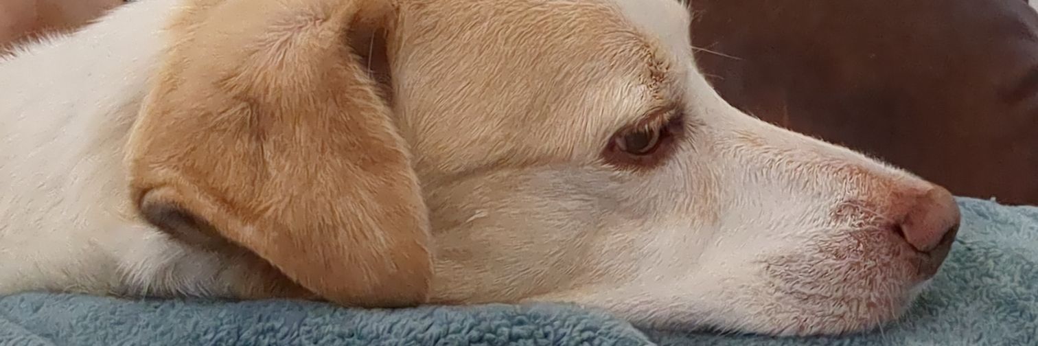 jacklynchSC's profile banner image
