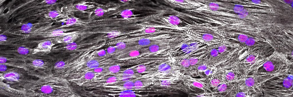 Stephanie Protze banner