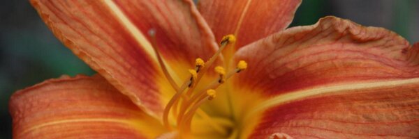 KristaCoventry Profile Banner