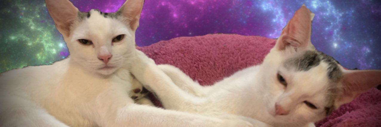 halliehh's profile banner image