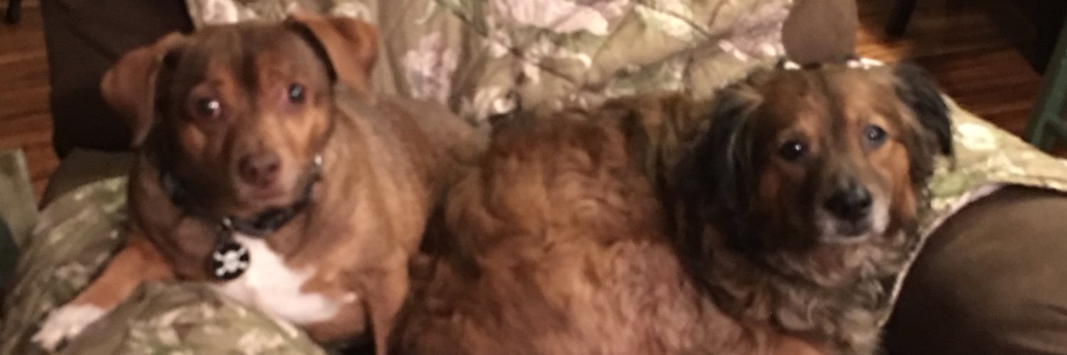 SusQT's profile banner image