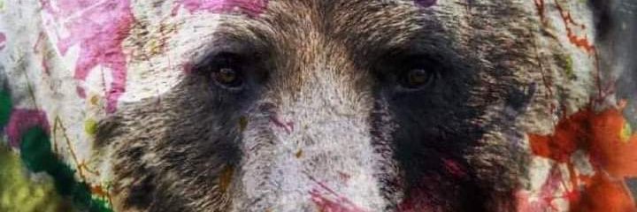 UltraGrizzo's profile banner image
