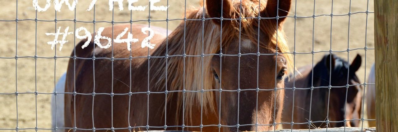 ProtectMustangs's profile banner image