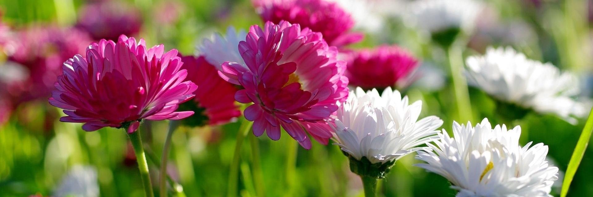 PolhillGardenCentre banner