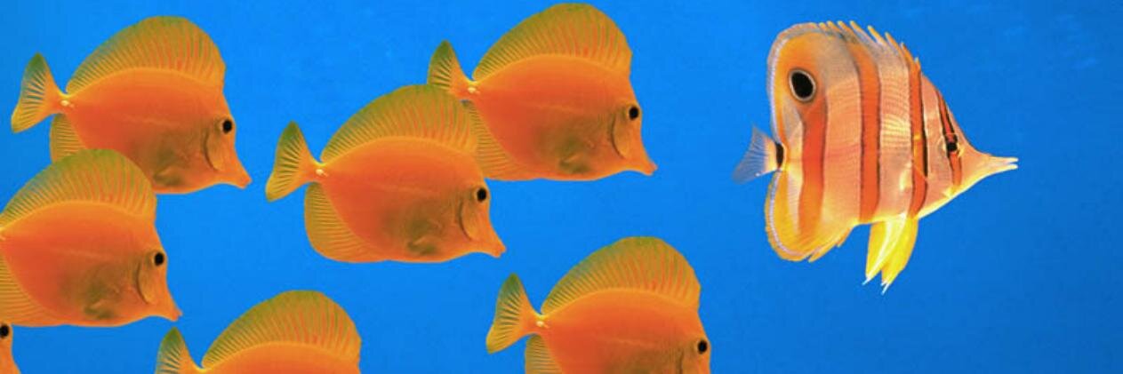 Полина Шварц banner