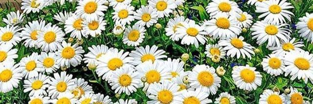 35_boraa's profile banner image