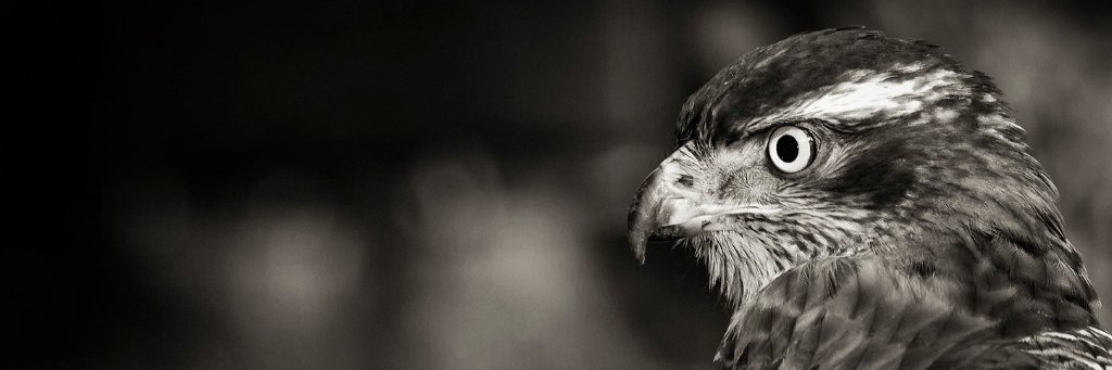 American Banknote Corporation banner