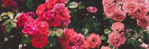 sminette386's profile banner image