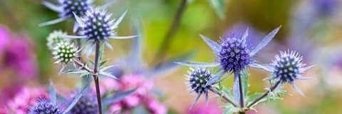 SSchapovaloff's profile banner image