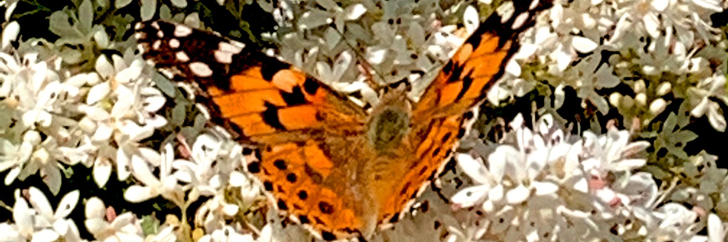 RenzoFurlano's profile banner image