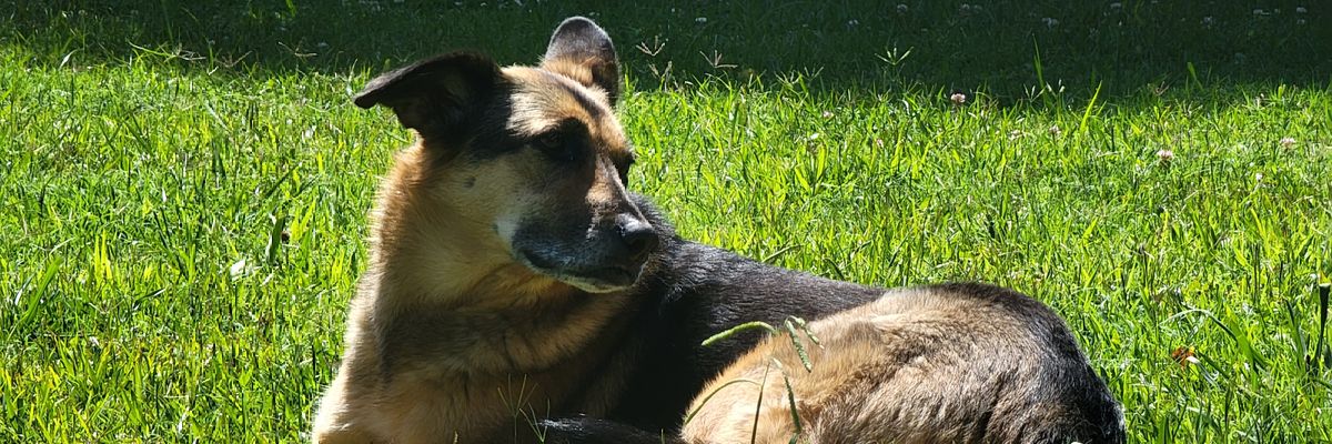 dwilson60's profile banner image