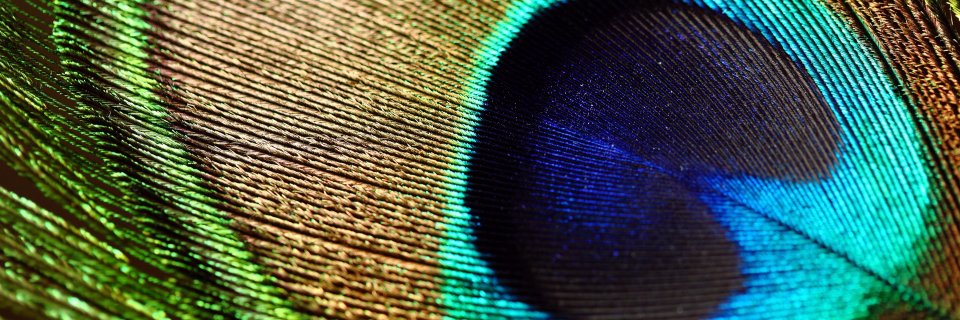MsLefkowitz's profile banner image