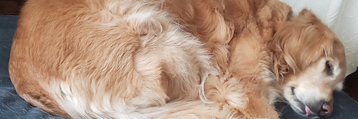 gabiluppi's profile banner image