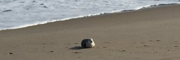 CedarCrestVocal Profile Banner