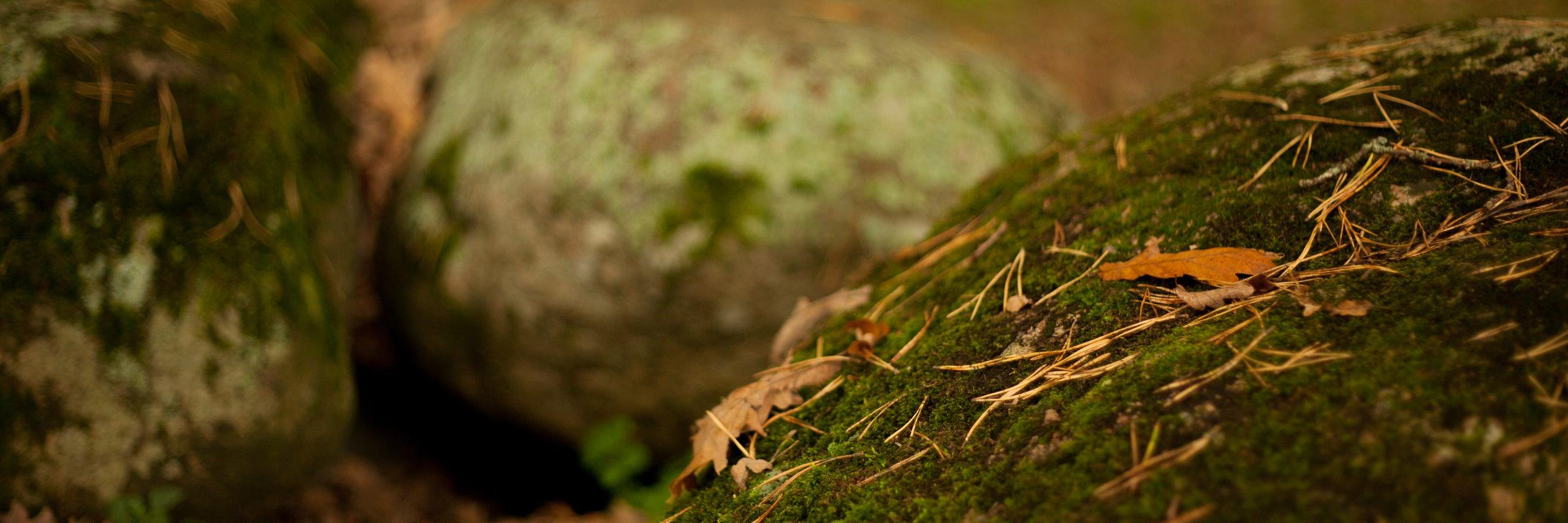 andreogie's profile banner image