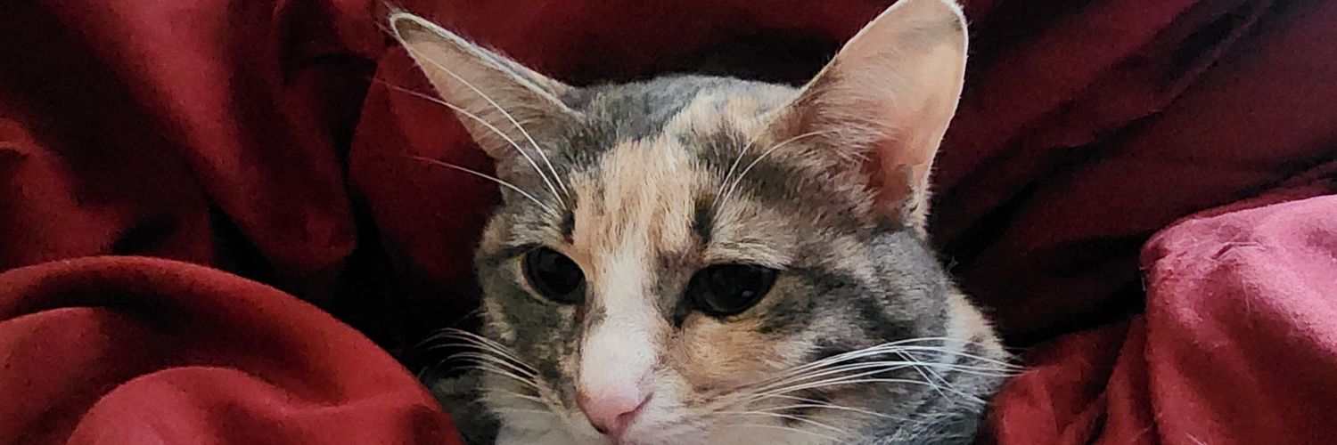 Seademond's profile banner image