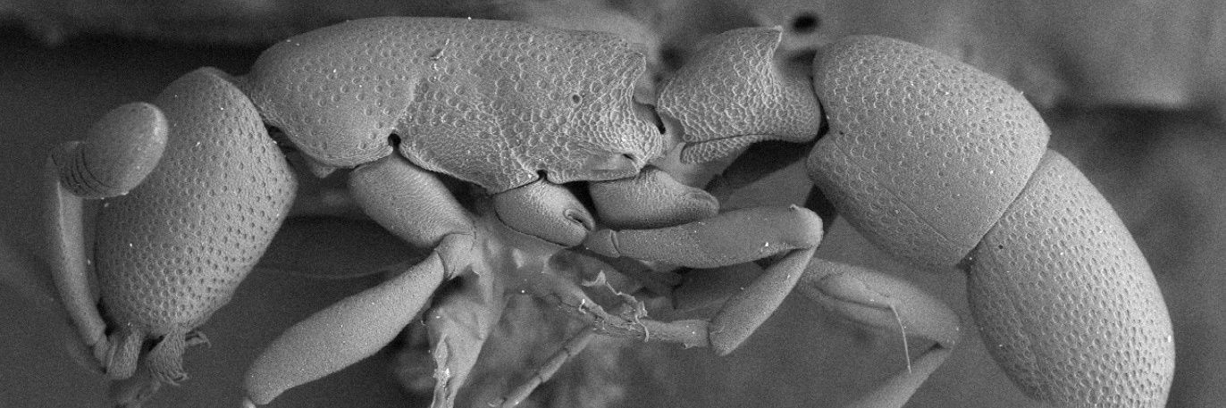 alineoptera's profile banner image