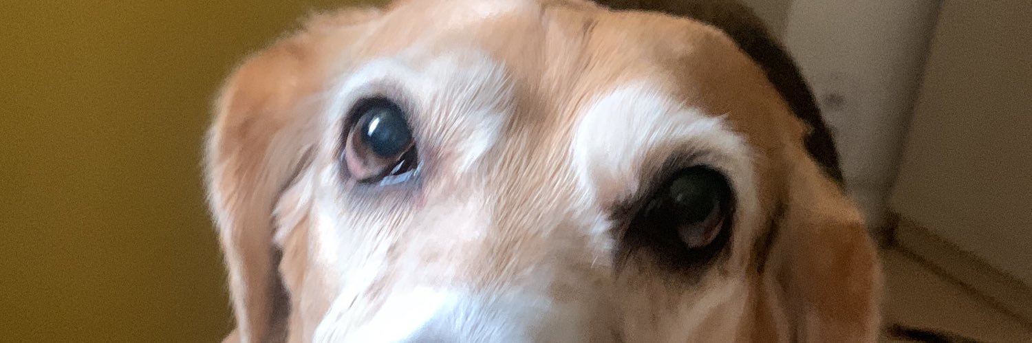 luismazzaro's profile banner image
